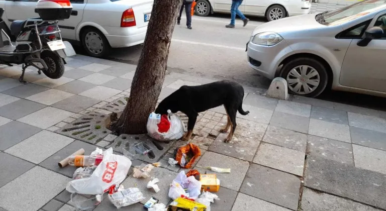 AÇ KALAN SOKAK KÖPEKLERİ ÇÖPLERİ DAĞITIYOR 