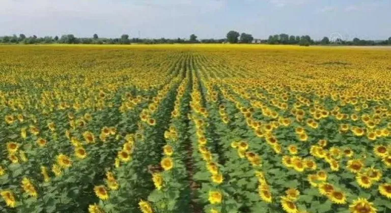 ALDIĞI YAĞIŞLA YÜZÜNÜ VERİME DÖNEN AYÇİÇEĞİ, TRAKYA ÇİFTÇİSİNİN YÜKSEK REKOLTE UMUDUNU ARTIRDI