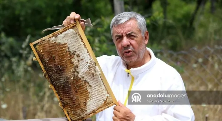 Aşırı sıcaklar arıların mesaisini zorlaştırdı