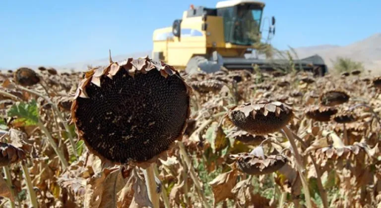 Ayçiçeği Ön Alım Fiyatları Açıklandı