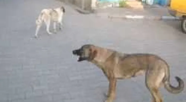 Başıboş Köpekler Tehlike Saçıyor