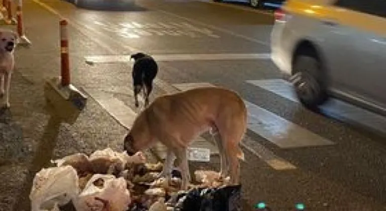 Bisikletle giderken Köpek saldırısına uğradı