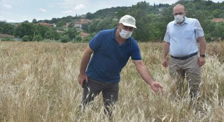 BUĞDAYIN ATASI OLARAK BİLİNEN SİYEZ BUĞDAYINI YAYGINLAŞTIRMA ÇALIŞMALARI MURATLI'DAN BAŞLADI