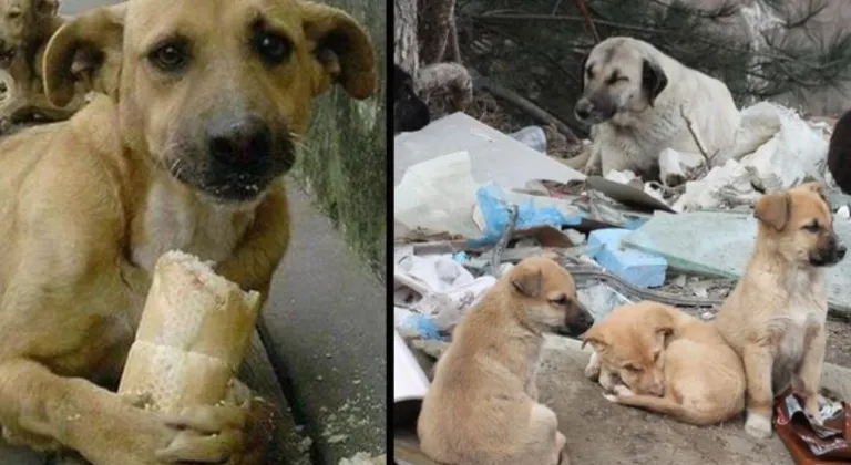 Büyükçekmece'de otomobiliyle sahipsiz köpeği yaralayan şüpheli serbest bırakıldı