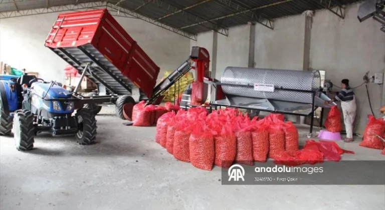 Ceviz hasadının başladığı Tekirdağ'da 3 bin 500 ton rekolte bekleniyor