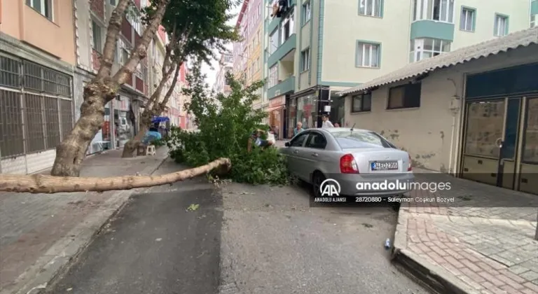 Çorlu'da şiddetli rüzgar nedeniyle ağaç devrildi