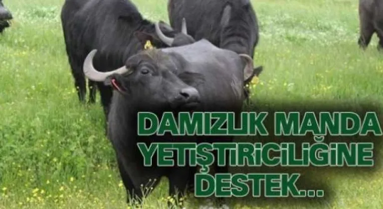 Damızlık Manda Düvesi Desteklemesi Başladı