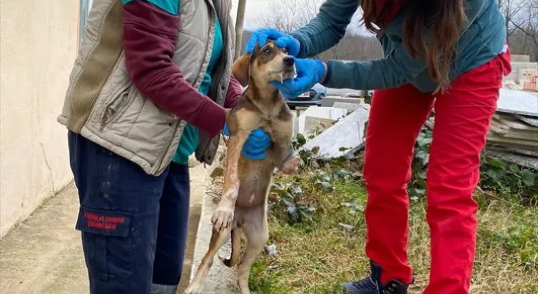 Demirköy'de yaralı köpek tedavi altına alındı