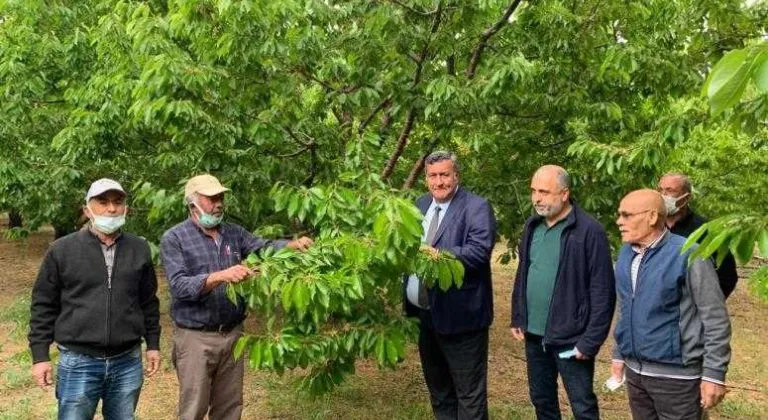 DON AFETİNİN KİRAZ VE ELMADA ETKİSİ AĞIR OLDU