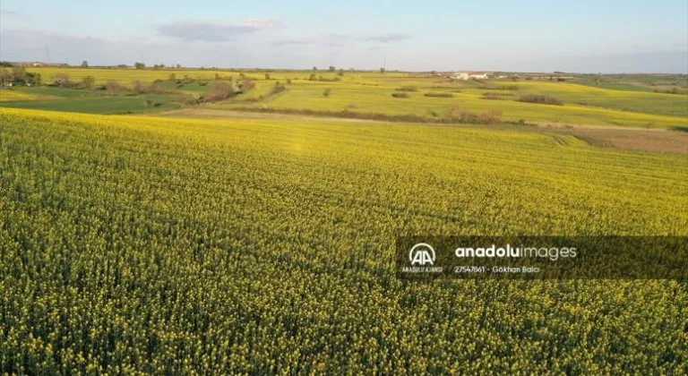 Edirne'de çiçek açan kanolalar tarlaları sarıya boyadı