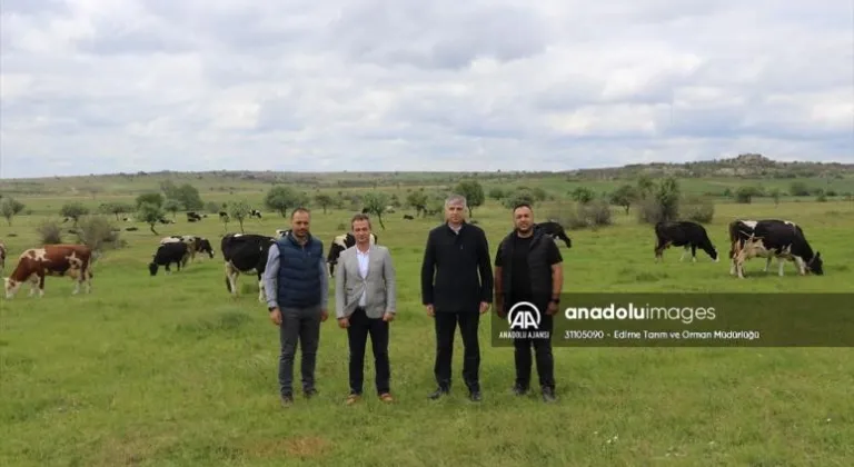 Edirne'de ıslah edilen meraların otlatma kapasitesi bahar yağışlarıyla arttı