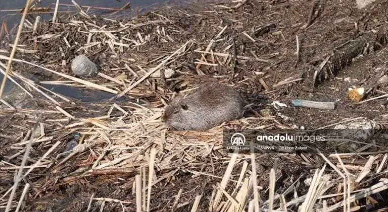 Edirne'de istilacı tür su maymunlarının yerleştikleri alanlara zarar verdiği belirtildi