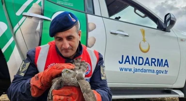 Edirne'de jandarma ekipleri tarafından bulunan yaralı şahin, tedavi altına alındı.