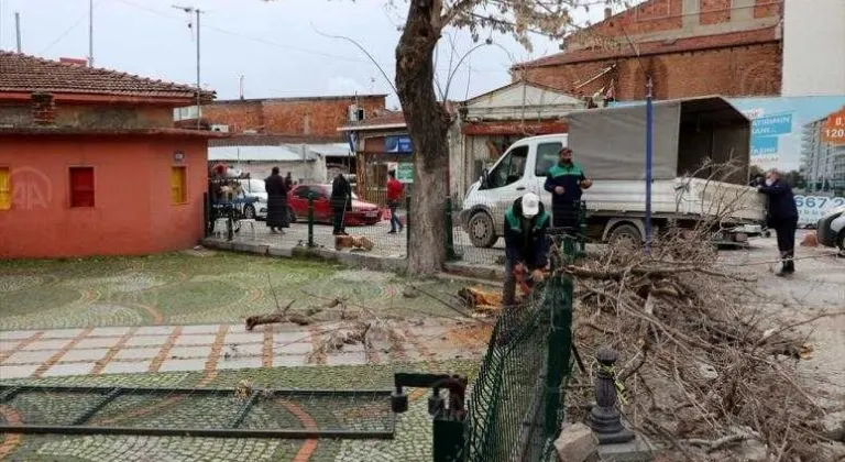 Edirne'de şiddetli rüzgar nedeniyle ağaç devrildi