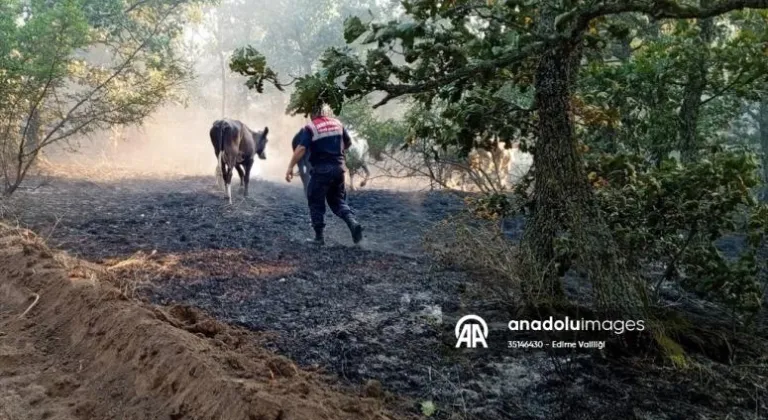 Edirne'de yangın ortasında kalan büyükbaş ve küçükbaş hayvanlar jandarma tarafından kurtarıldı