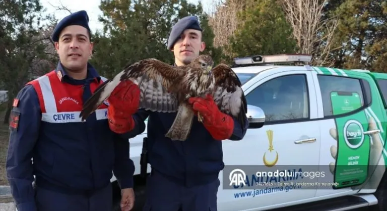 Edirne'de yaralı şahin tedavi altına alındı