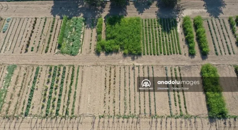 Edirne'deki tıbbi ve aromatik bitkiler bahçesi çiftçilere 