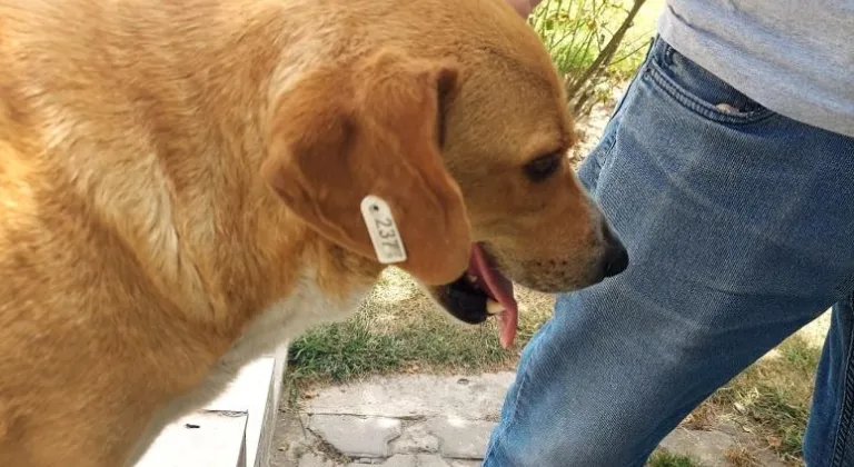 Fabrika bahçesinde beslenen köpek vatandaşı ısırdı!