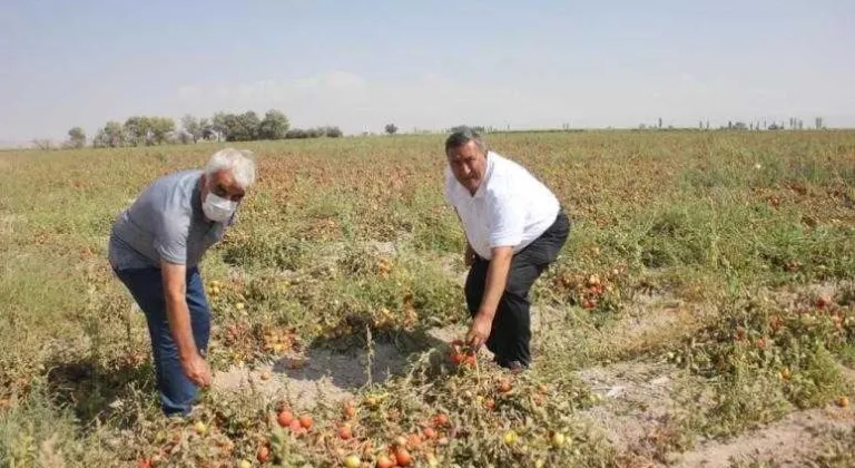 GÜRER: “70 KURUŞA MAL EDİLEN DOMATES TARLADA 40 KURUŞ”