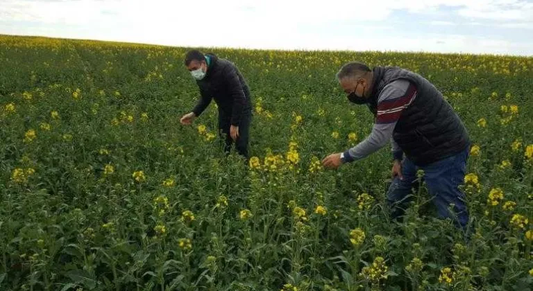 KANOLA ÜRÜNLERİ VE NOHUT ÇEŞİTLERİNİN DURUM İNCELENMESİ YAPILDI