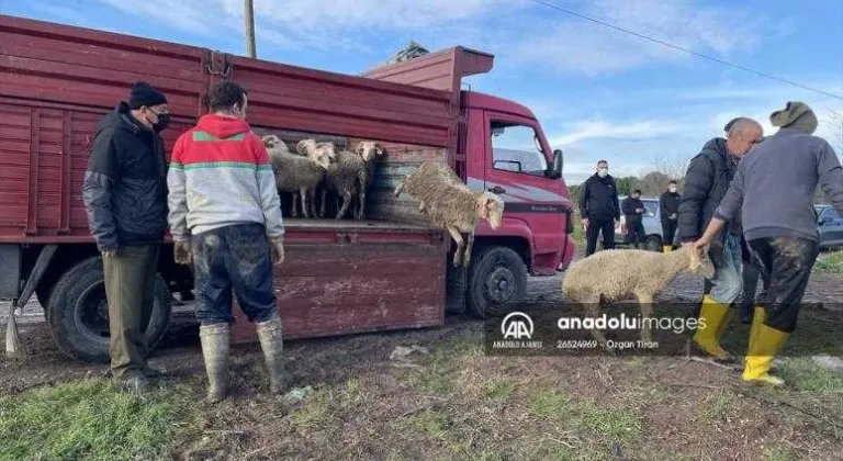 Kırklareli'deki taşkında koyunları telef olan besiciye devletten yardım eli