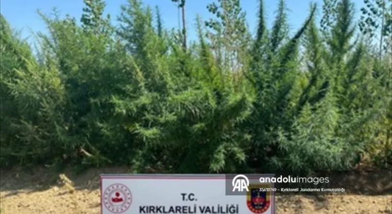 Kırklareli'nde 1 milyon 896 bin 550 kök Hint keneviri ele geçirildi