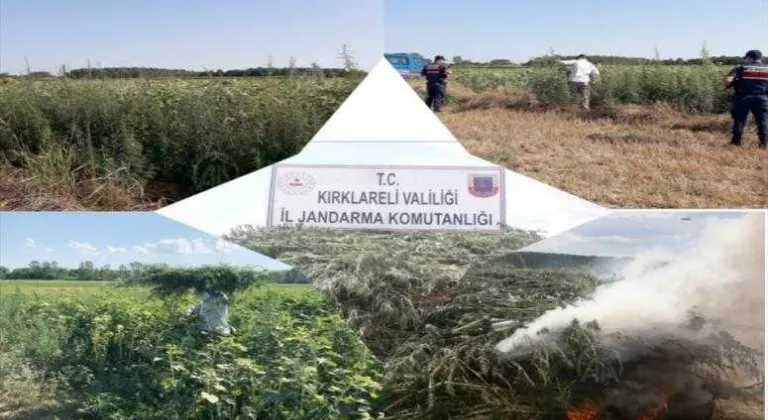 Kırklareli'nde 261 bin 750 kök Hint keneviri imha edildi