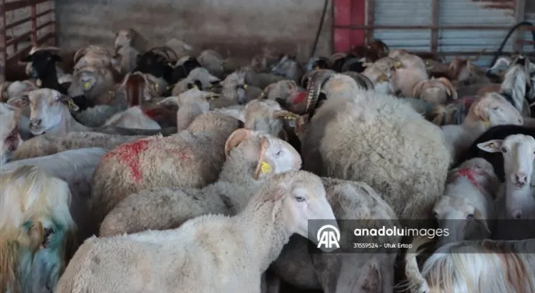 Kırklareli'nde deprem bölgesi için bağışlanan 173 kurbanlığın kesimi yapıldı