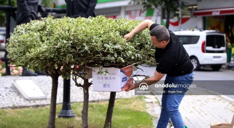 Kırklareli'nde süs bitkisine oğul veren arılar kutuya konularak uzaklaştırıldı