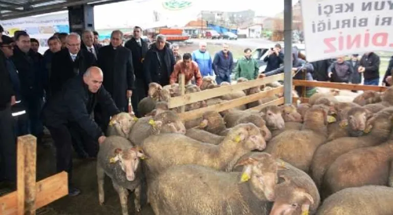 Koyunculuğu Geliştirme Projesi Devam Ediyor