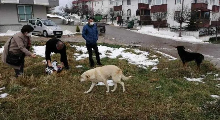 MALKARA KENT KONSEYİ SOKAK HAYVANLARINI UNUTMADI