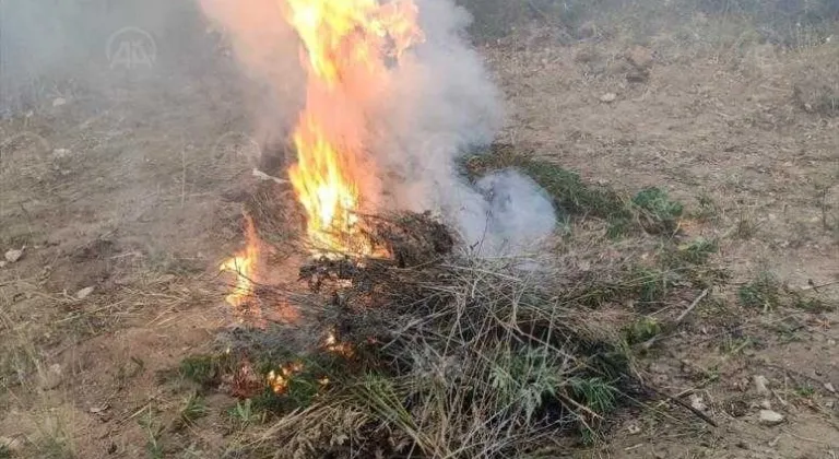 Malkara'da 840 kök Hint keneviri yakılarak imha edildi