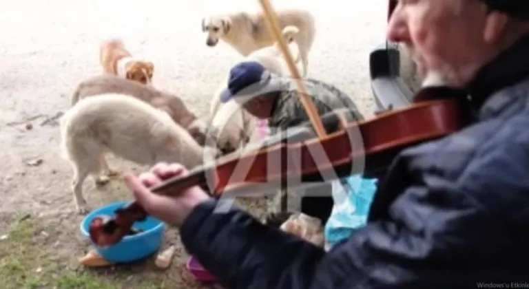  Ormandaki köpekleri müzisyen arkadaşıyla keman ve şarkılar eşliğinde besliyor