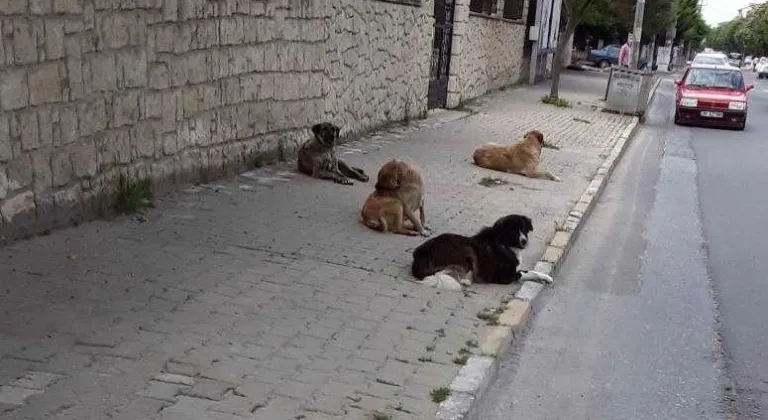 SARAY’DA BAŞIBOŞ KÖPEKLER TEHLİKE YARATIYOR