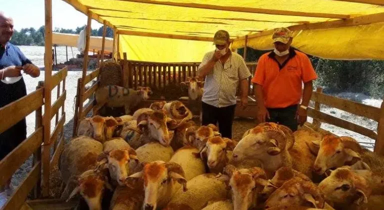 SARAY’DA, BAYRAM ÖNCESİ KURBAN PAZARI HAREKETLENDİ