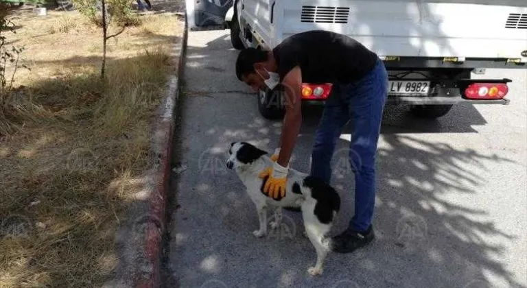 Sokak hayvanları için 112 acil müdahale ekipleri oluşturuldu