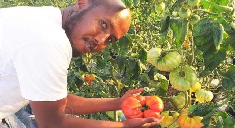 Somalili üniversite öğrencisi 1 kilo 130 gram ağırlığında domates yetiştirdi