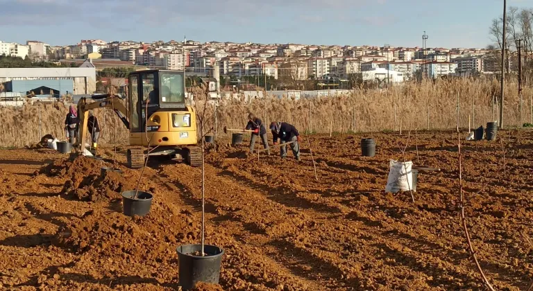 Süleymanpaşa Belediyesi 500 meyve ağacı dikti