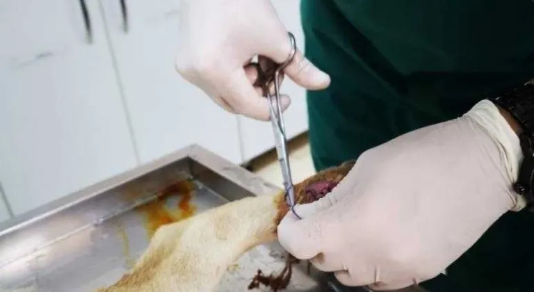 Süleymanpaşa Belediyesinden yaralı köpeğe gönül eli