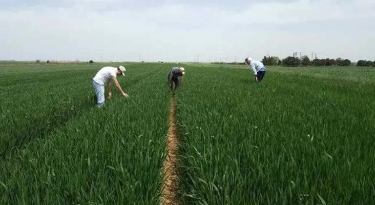 SÜNE KIYMETLENDİRME ÇALIŞMALARI DEVAM EDİYOR