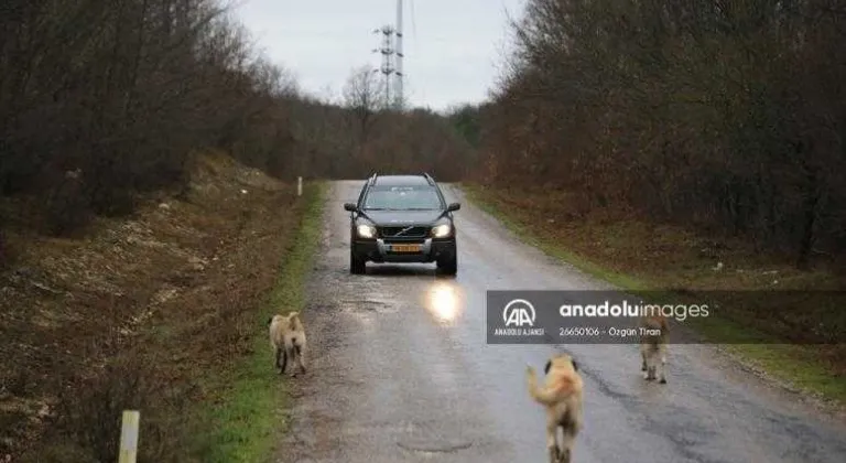 Tedaviyle gözlerini açtırdığı köpek hayat ışığı oldu