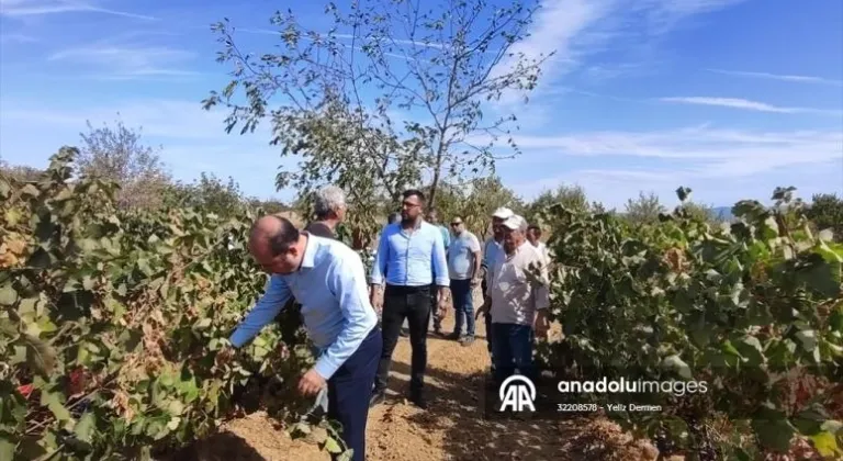 Tekirdağ Tarım ve Orman Müdürü Öcal bağ bozumuna katıldı