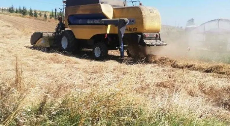 Tekirdağ’da 10 Bin Yıllık Siyez Buğdayı Hasadı Yapıldı