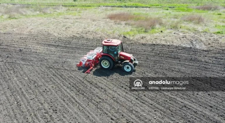 Tekirdağ'da 3 ton yerli hibrit ayçiçeği tohumu ekildi