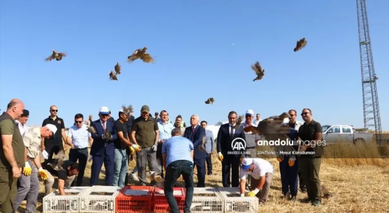 Tekirdağ'da 800 keklik doğaya salındı