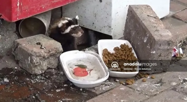 Tekirdağ'da alaca sansar görüldü