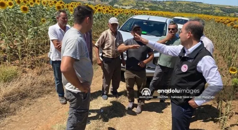 Tekirdağ'da ayçiçeği ekili alanlarda ilaçlama çalışmaları devam ediyor