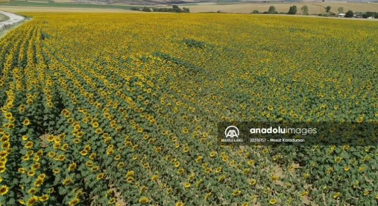 Tekirdağ'da ayçiçeklerinin açmasıyla tarlalar sarıya boyandı