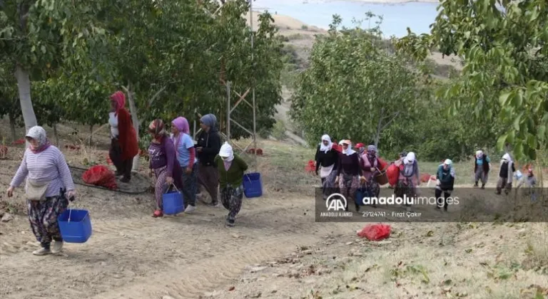 Tekirdağ'da bozuk orman arazisinde yetiştirilen cevizlerin hasadı başladı