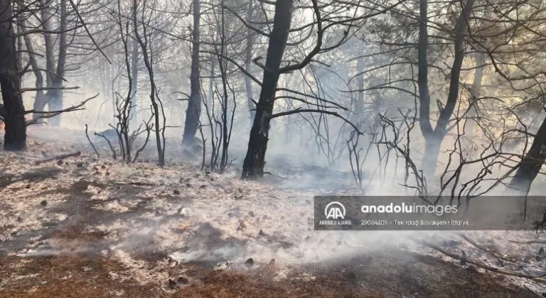 TEKİRDAĞ'DA ÇIKAN ORMAN YANGINI SÖNDÜRÜLDÜ